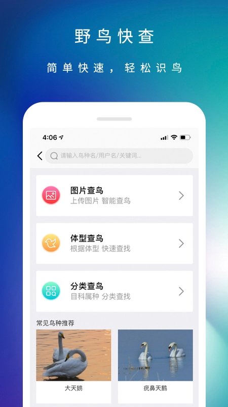 爱鸟图2
