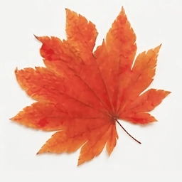 枫叶影视免费正版 V1.8.0