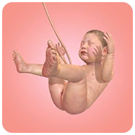 人类进化史游戏手机版