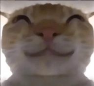 三角洲鼠鼠偷吃模拟器