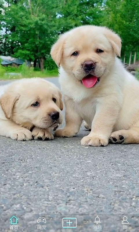 抖宠截图1