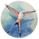 wingspan展翅翱翔