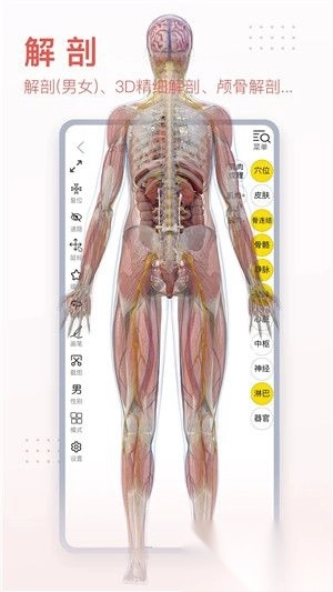 3dbody解剖最新版(3)