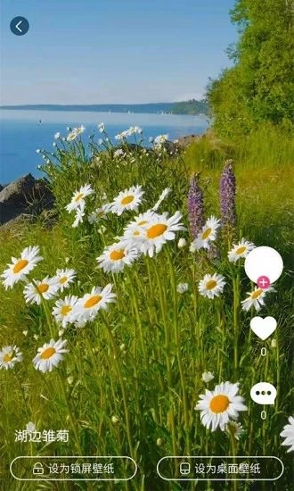 小鸟壁纸最新版图2