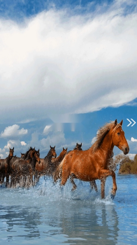 昭苏好地方安卓版图4