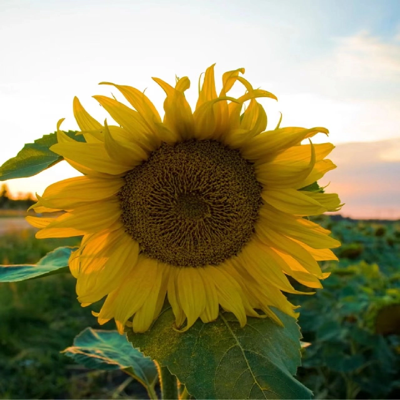 金鹰影视仓电视盒子版