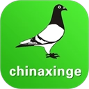 中国信鸽信息网