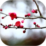 梅花易数 v3.0