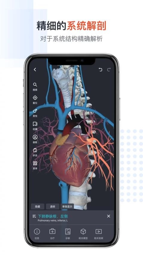 医用人体解剖图1