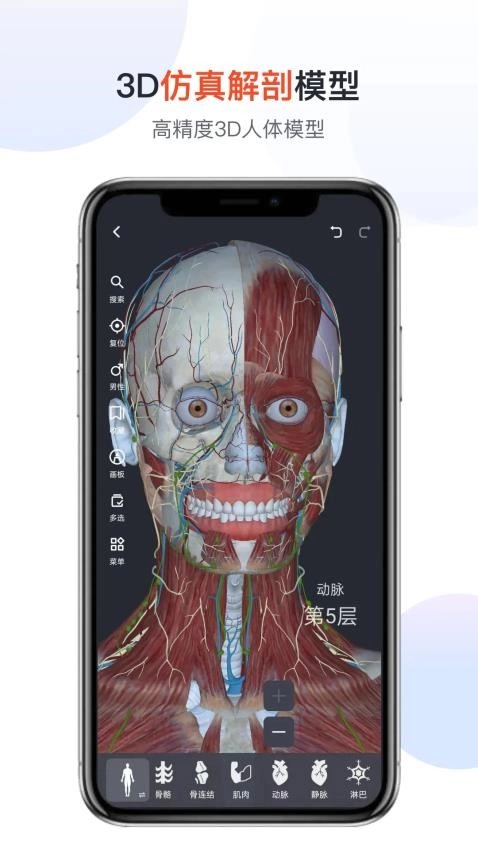 医用人体解剖图2