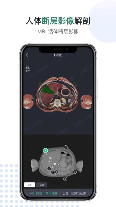 医用人体解剖图3