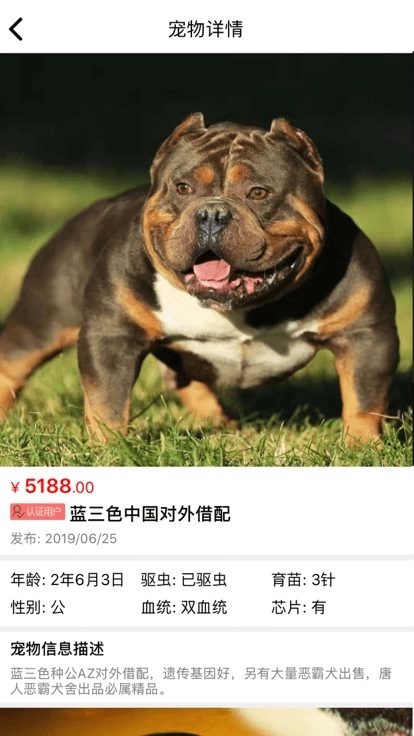 猫行狗市宠物交易市场(3)