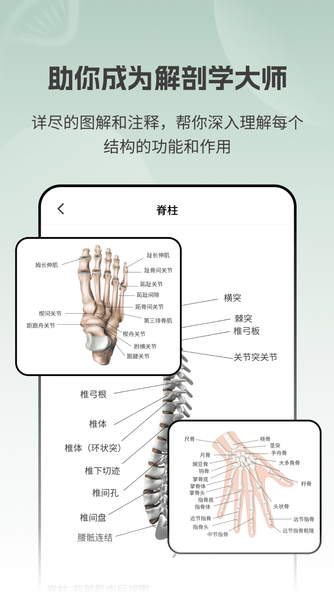 解剖模型Body图2