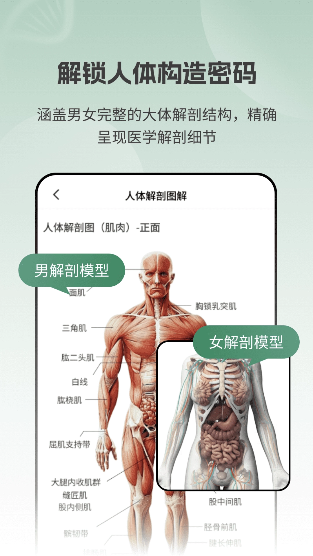 解剖模型Body图3