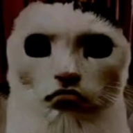 猫猫惊魂 v23.01.191628 安卓版