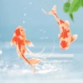 动态养鱼壁纸