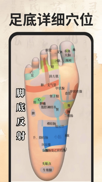 穴位经络图谱(1)