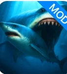 鲨鱼王国