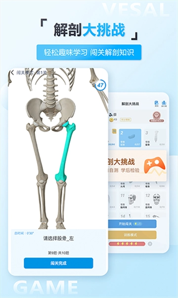 维萨里3d解剖图5