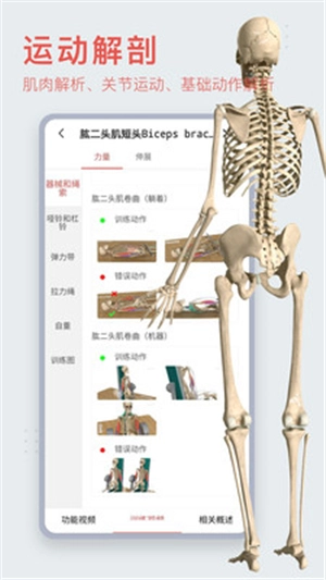 3dbody解剖图4
