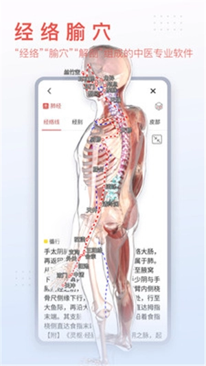 3dbody解剖图5