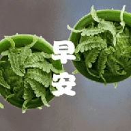 成友早安.5最新版  V1.6.5