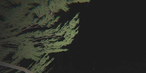 不要尖叫手机版