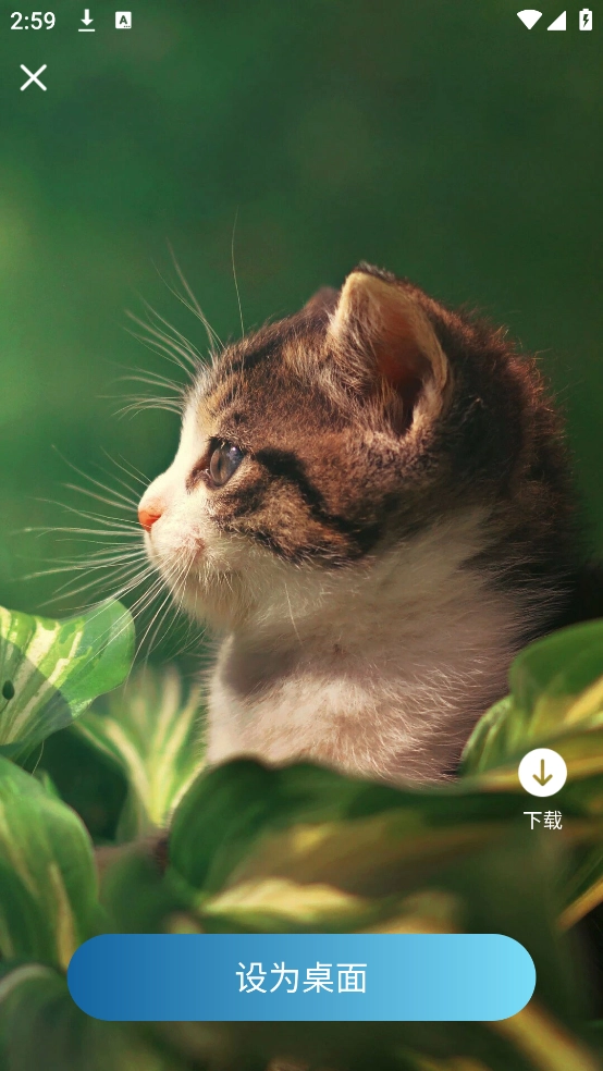 飞羽壁纸高清图4