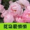花朵爱消消免费