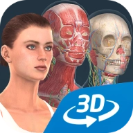 Human body V1.0