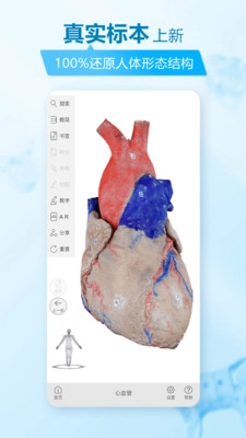 维萨里3D解剖(1)