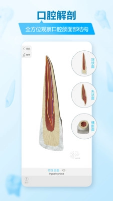 维萨里3D解剖(3)