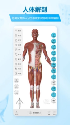 维萨里3D解剖(2)