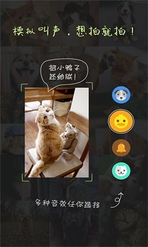 萌宠相机正版(1)