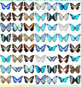 蝴蝶连连看安卓版(4)