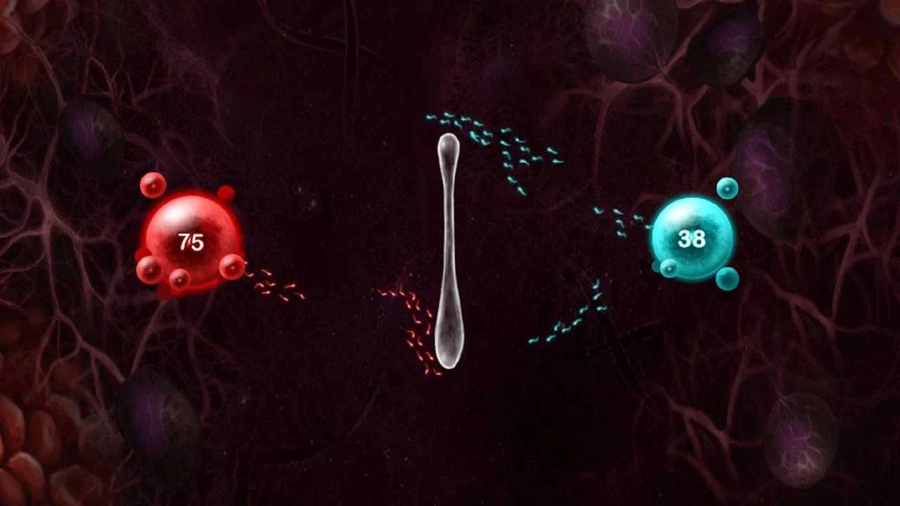 繁殖战争2中文版图4