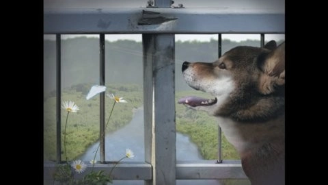 翌日波奇狗的历险记