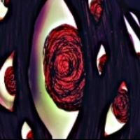 脑叶公司免费截图9