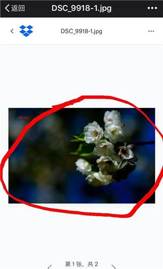 Dropbox安卓版图5