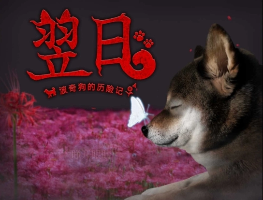 翌日波奇狗的历险记中文版(1)