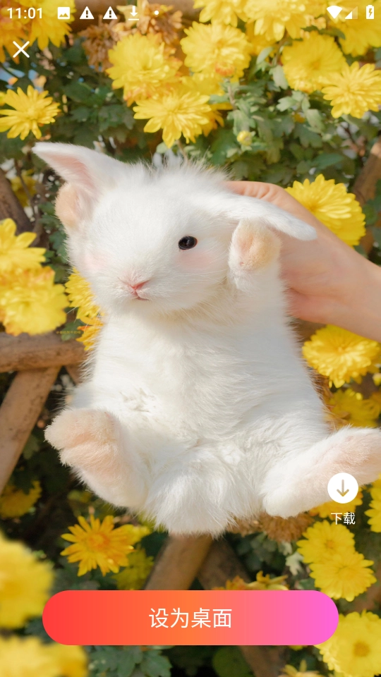 星汇壁纸手机版