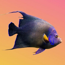 鱼鱼别跑游戏 V1.0