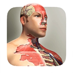 人体模型汉化版