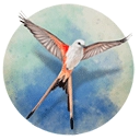 展翅翱翔手机版