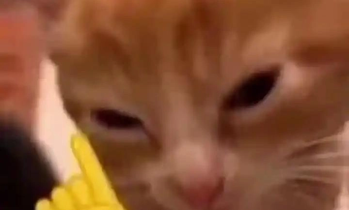 punigo小猫围棋图2