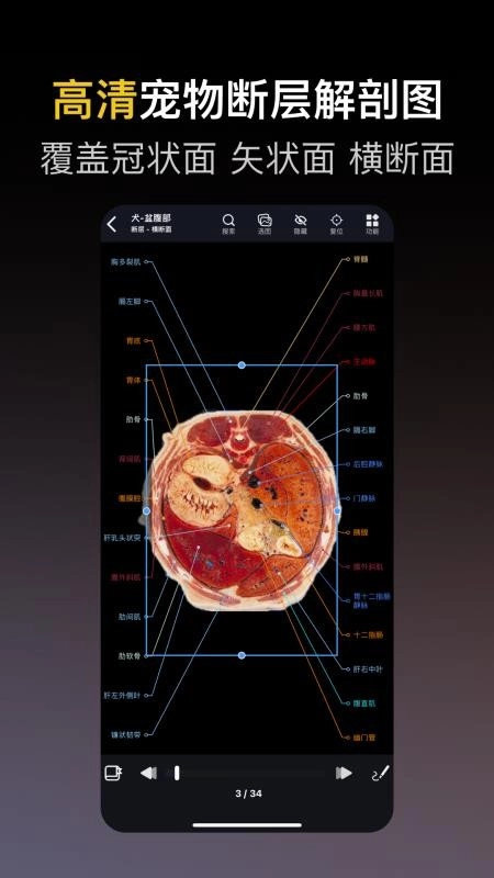 兽医解剖图谱最新版(5)