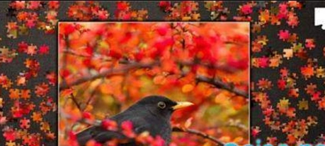 拼图秘密花园(3)