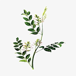 中医植物百科 v2.0.1 安卓版