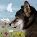 翌日波奇狗的历险记游戏