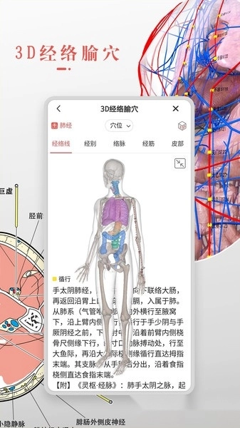 3Dbody解剖学软件图3